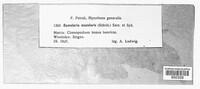 Ramularia macularis image